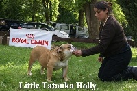 Étalon Bulldog Anglais - Little Tatanka Holly