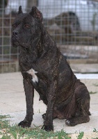 Étalon Cane Corso - Luigina della nevaia