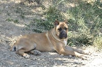 Étalon Cane Corso - Hollywood de La Mirage De Torrellas