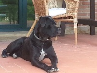 Étalon Cane Corso - Sensation della nevaia