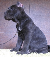 Étalon Cane Corso - Rothorm Jy Dream Light my fire