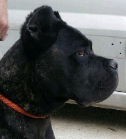 Étalon Cane Corso - Sexbomb della nevaia