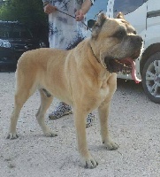 Étalon Cane Corso - Bomber della nevaia