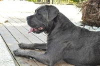 Étalon Cane Corso - Giovanna Du Clos des Trois Rivières