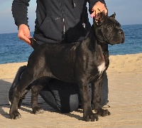 Étalon Cane Corso - Helleni de La Mirage De Torrellas