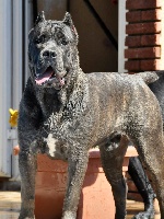 Étalon Cane Corso - vesuvio Killer