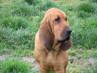 Étalon Chien de Saint-Hubert - Falbala du chateau de Saint Louis