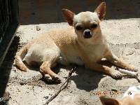Étalon Chihuahua - HeloÏse Des pyramides de cholula
