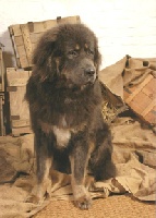 Étalon Dogue du Tibet - CH. Hoangbao de Dzogtchen