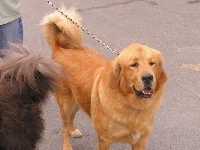 Étalon Dogue du Tibet - CH. Dunaï de Chaukamba