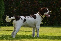 Étalon English Springer Spaniel - Leila Of Quiet Farm