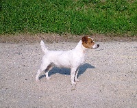 Étalon Jack Russell Terrier - CH. Groopie Shi's Pak