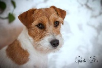 Étalon Jack Russell Terrier - CH. Grandis Silva Hysteria