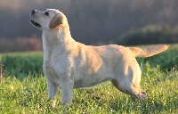 Étalon Labrador Retriever - En prise direct de Chantemelse