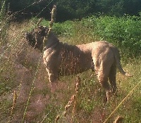 Étalon Mastiff - Garo' gorill de la Tivoliére