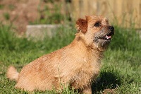 Étalon Norfolk Terrier - Gerbille doar Du pre de la croix verte