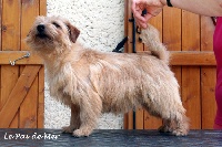 Étalon Norfolk Terrier - Magnolia of caliber