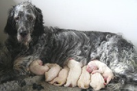 Étalon Setter Anglais - bournefield Highness