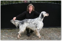 Étalon Setter Anglais - CH. winchester cathedral Evangelis
