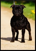 Étalon Staffordshire Bull Terrier - God of war From Darkness To Light