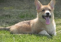 Étalon Welsh Corgi Pembroke - I'm still alive and well Des quatre jeudis