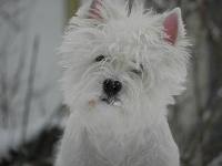 Étalon West Highland White Terrier - Filiz Du mat des oyats