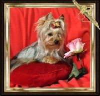 Étalon Yorkshire Terrier - Doll'sheila l'herbe de l'amour