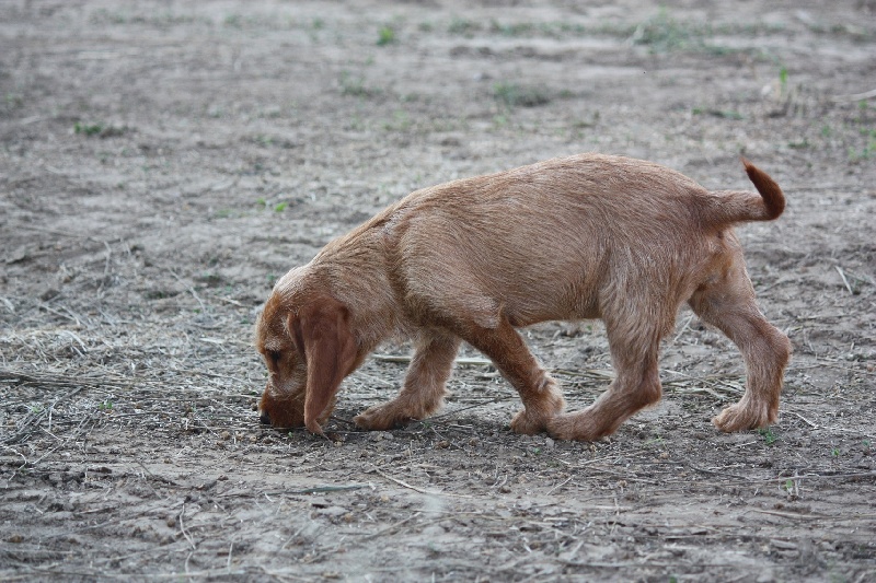 Publication : De La Hache De Vaa