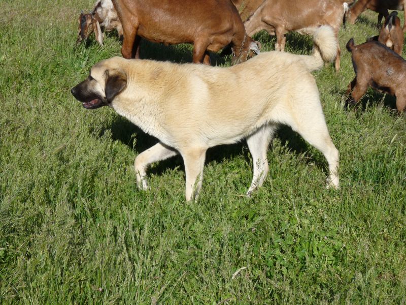 Publication : du Hogan des Vents Auteur : Mathieu Mauriès