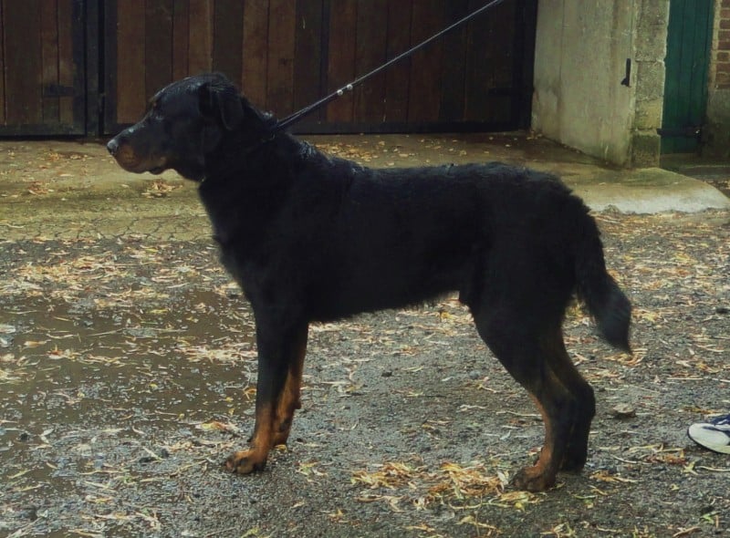 Grimm loup des Gaillards des Terres Froides