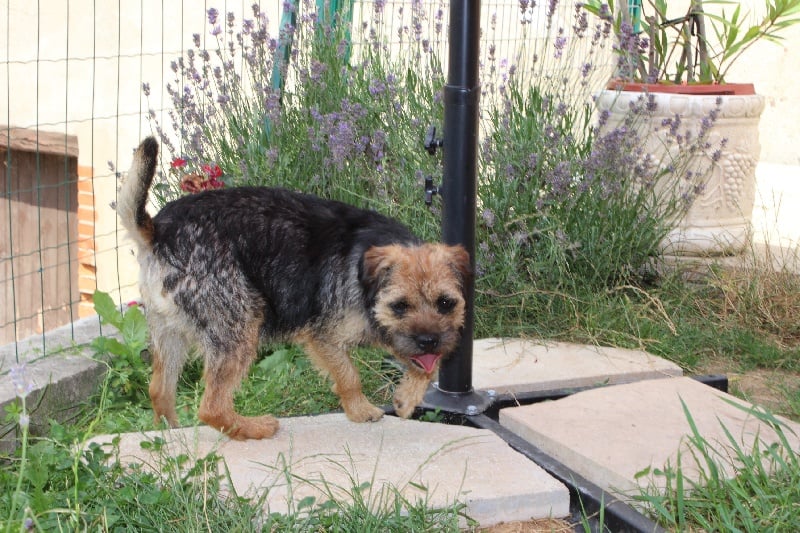 Gladys ragot des Terriers De Solachri