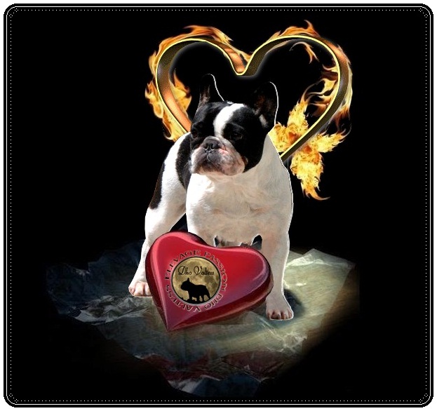 Publication : dho Valtess Auteur : Valaize corinne