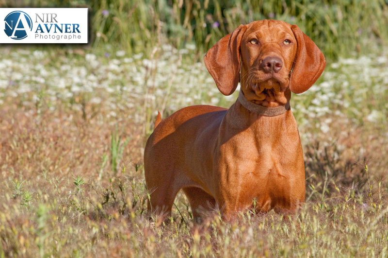 Publication : Du clos de la beaume Auteur : Olivier BERNARD