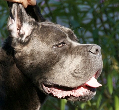 Holdem des Dunes Des Sages