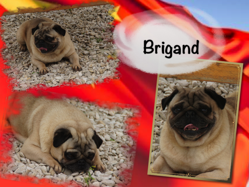 Brigand (Sans Affixe)