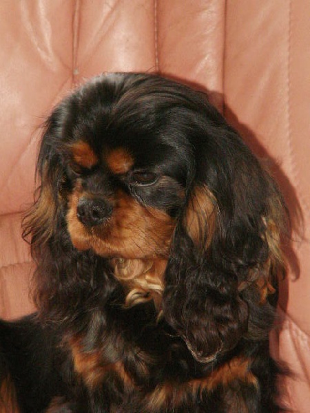 Gribouille Des Marais De Bremes