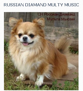 CH. Russian diamand multy music (Sans Affixe)