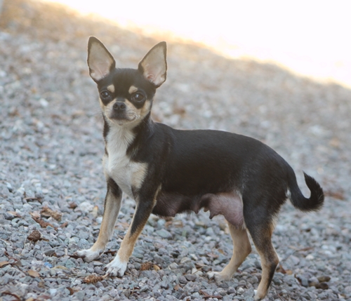 Gandhi Des Vip Du Golfe De Saint Tropez