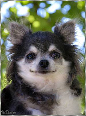 misty meadow 's Misterioso amore