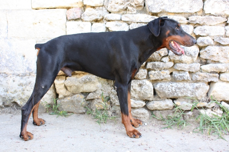 Guil De l'oasis des dobs