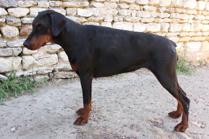 Publication : De La Venise De La Brie Auteur : SAUGET Alain