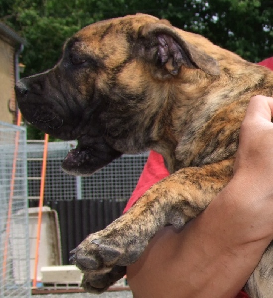 Publication : De L'esprit Du Budo Auteur : Can Bourbon