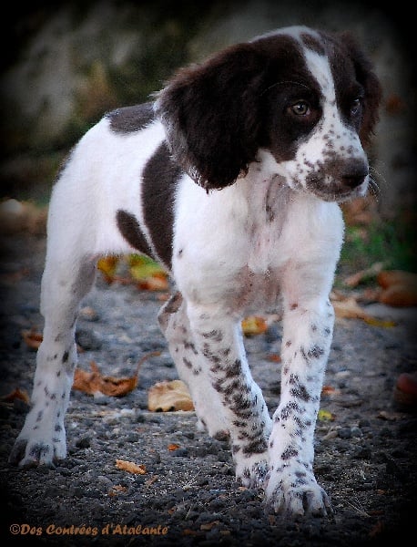 Publication : Des Contrees D'atalante Auteur : Des contrees d'atalante