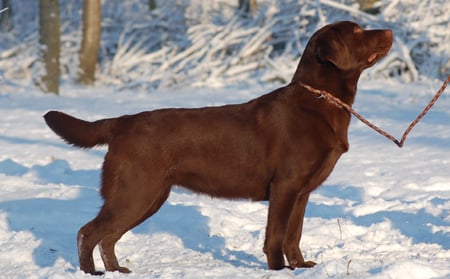 Publication : du taillis madame 