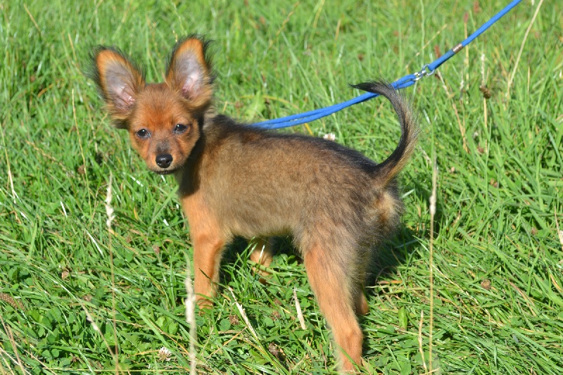 Publication : du domaine des Apollons