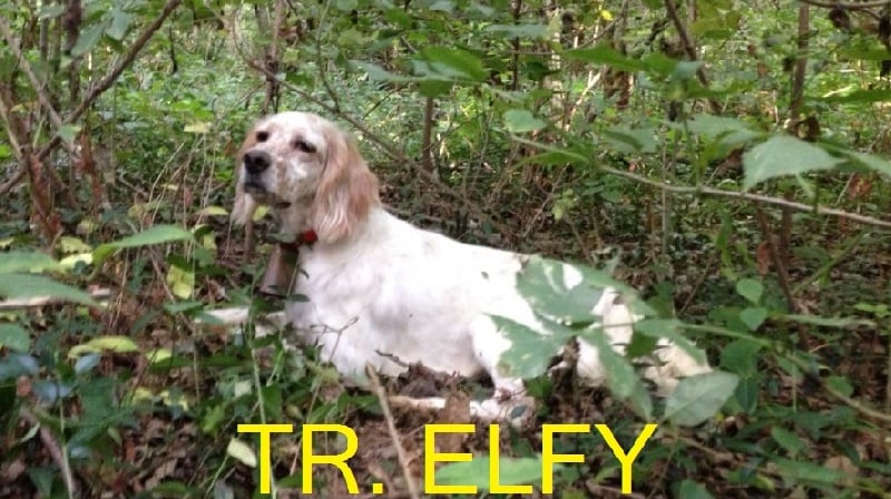 TR. Elfy du mas des Vernets