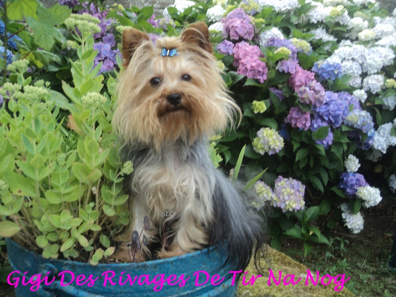Publication : Des Rivages De Tir Na Nog Auteur : Le Cam Sophie