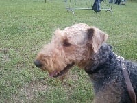 Étalon Airedale Terrier - Ethane des Lauriers du Patis