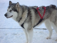 Étalon Alaskan Malamute - Floe arctic sound Of Masi'kota Tribe