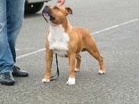 Étalon American Staffordshire Terrier - Paky's Dragone